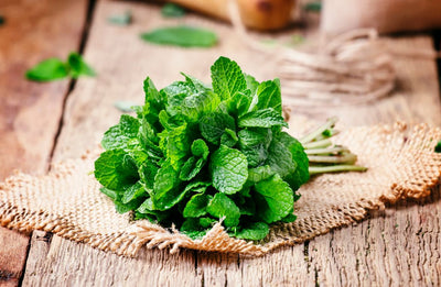 MINT ESSENTIAL OIL